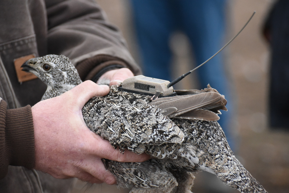 Video Biologists fit sage grouse with GPS trackers in Eastern Idaho Idaho Fish and Game