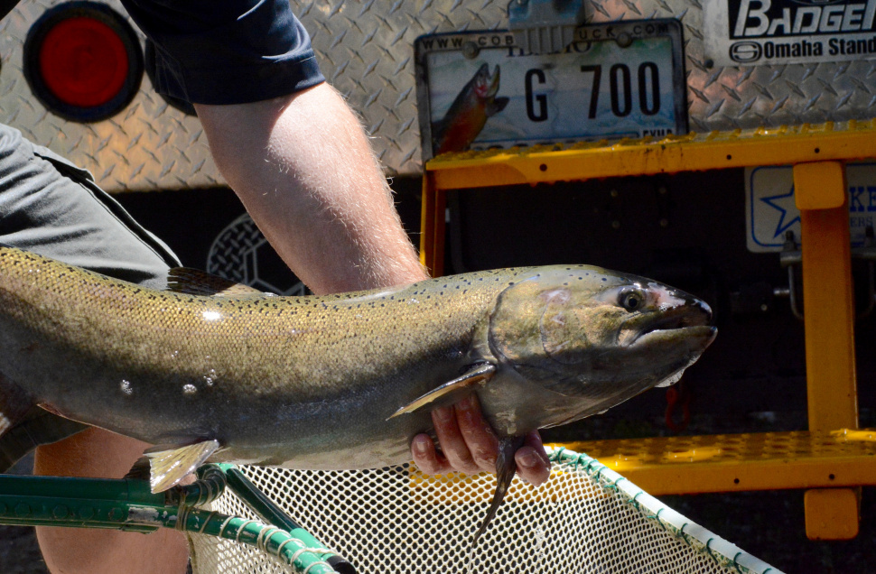 Chinook fishing reopens on Clearwater, Salmon and Little Salmon rivers