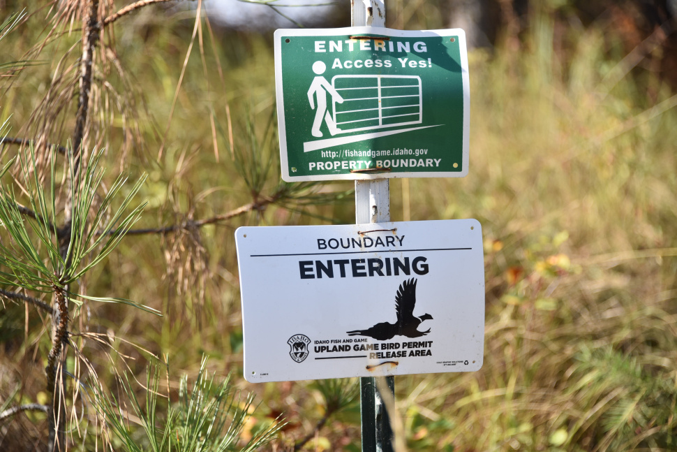 Clearwater Pheasant Stocking & Access Yes! What to Know Before You Go
