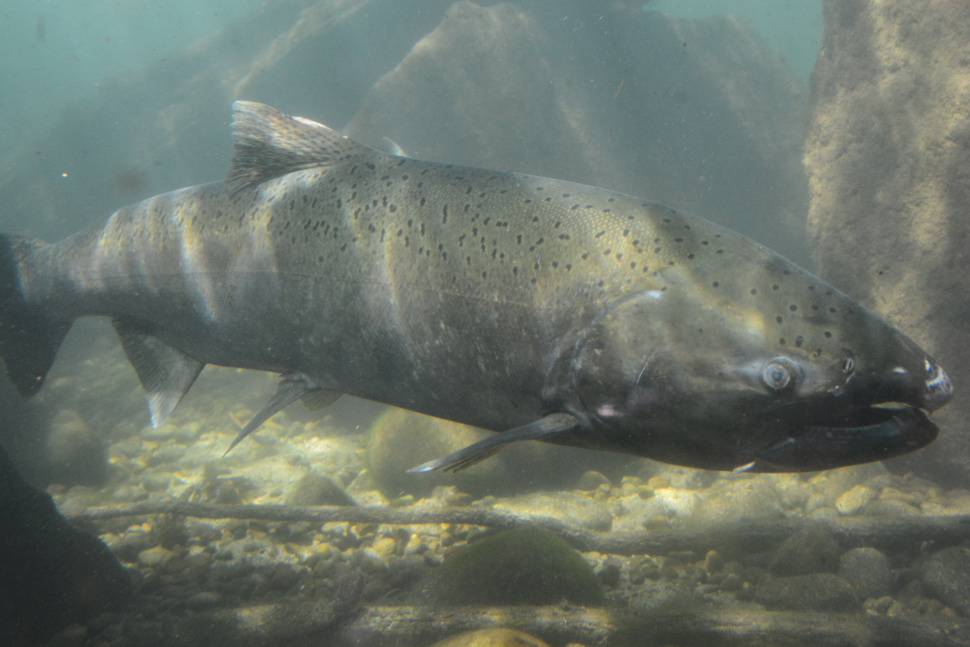 Chinook seasons to close on Lower Salmon and section of Upper Salmon ...