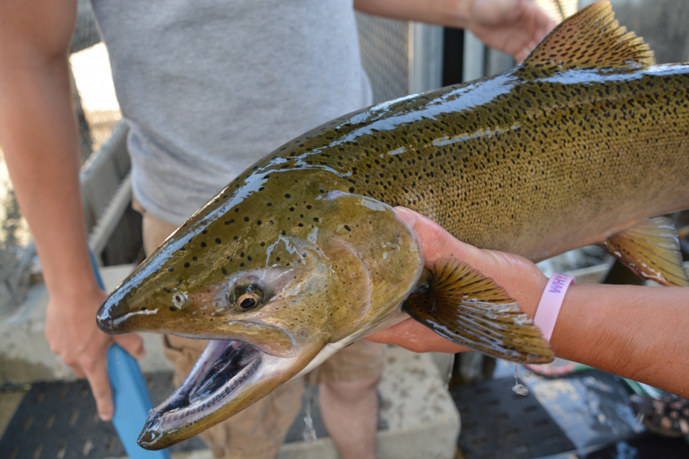 No Chinook fishing this year on the South Fork Salmon, Upper Salmon