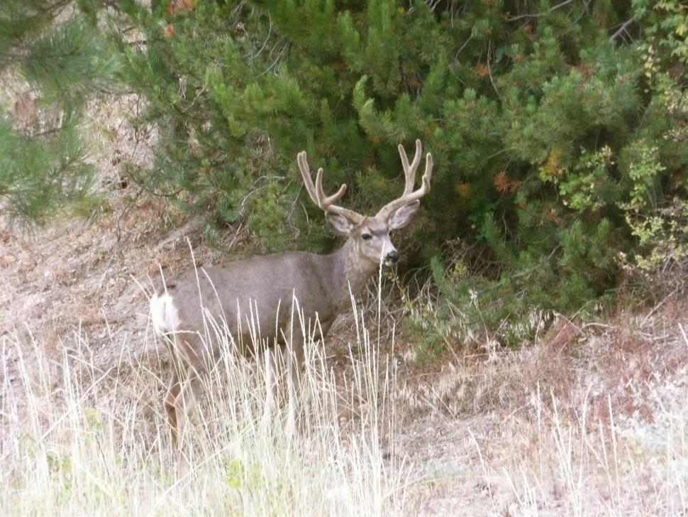 Updated Oct. 4 Please buy your deer tags early; nonresident general