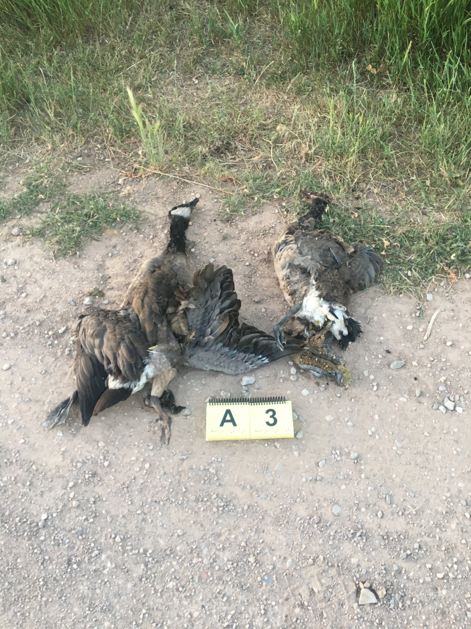 Idaho Fish and Game investigates the killing and decapitating of geese and goslings near Bloomington in southeast Idaho.