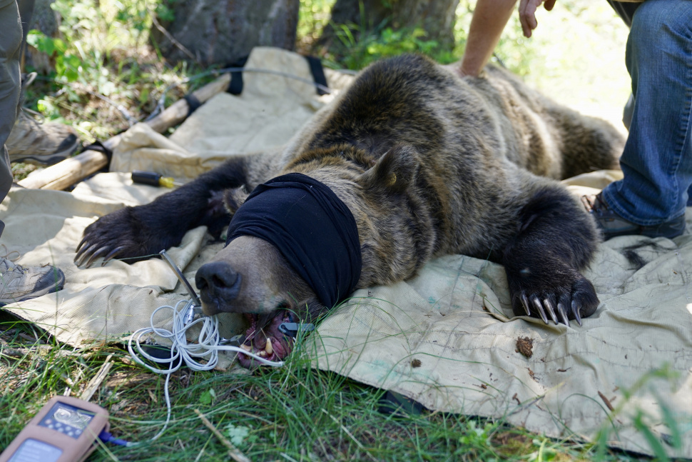 Biologists Begin Grizzly Bear Research Trapping In Caribou Targhee