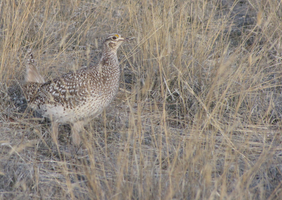 Sharptailed grouse season opens October 1 Idaho Fish and Game