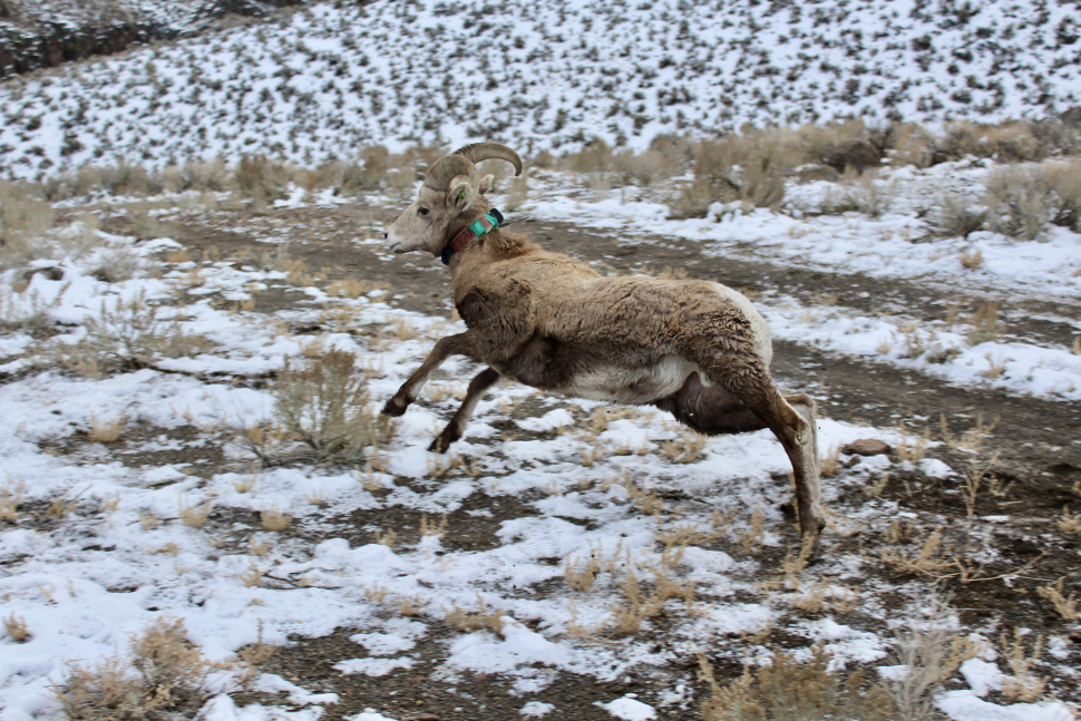 F&G completes bighorn sheep capture in Southwest Idaho Idaho Fish and Game
