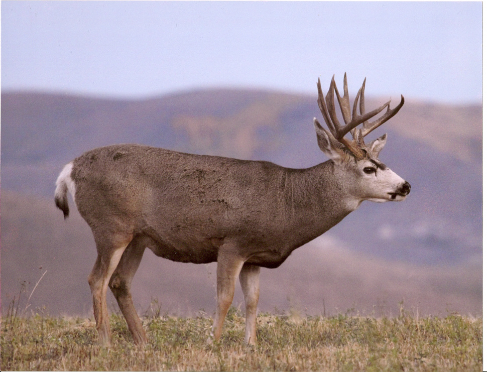 Hunters should be aware of changes to mule deer seasons in Panhandle
