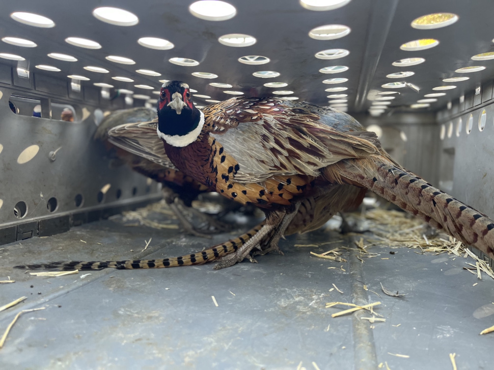 Clearwater Pheasant Stocking Access Yes What To Know Before You Go   Pheasant In Box 