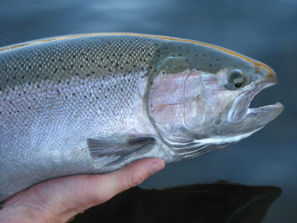 Oct 28 Upper Salmon River Steelhead fishing report Idaho Fish and Game