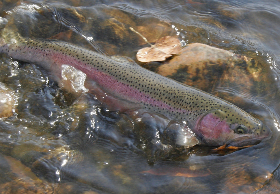 Salmon River Steelhead Anglers Reminded Of Reduced Limits | Idaho Fish ...