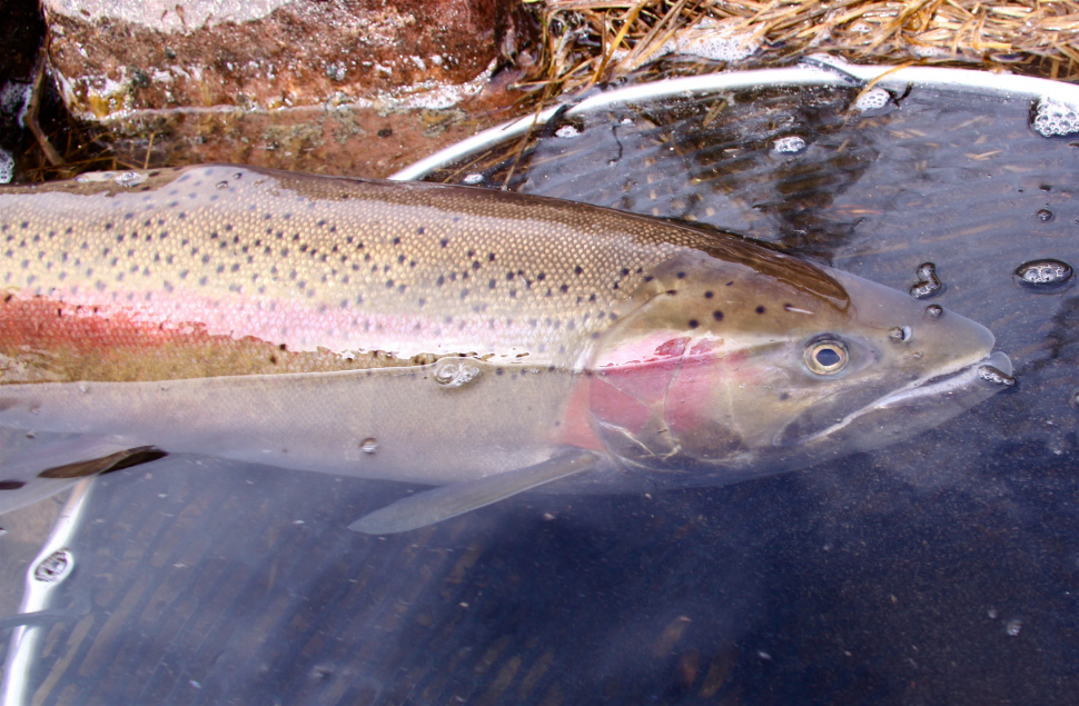 Steelhead will be released into Boise River Nov. 21 Idaho Fish and Game