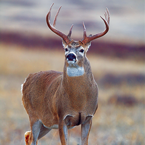 Nonresident whitetail tags/second tags could sell out | Idaho Fish and Game