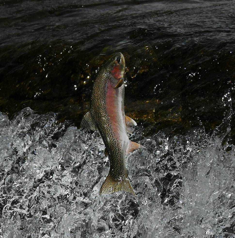 Rainbow trout are wrapping up their spawning season 