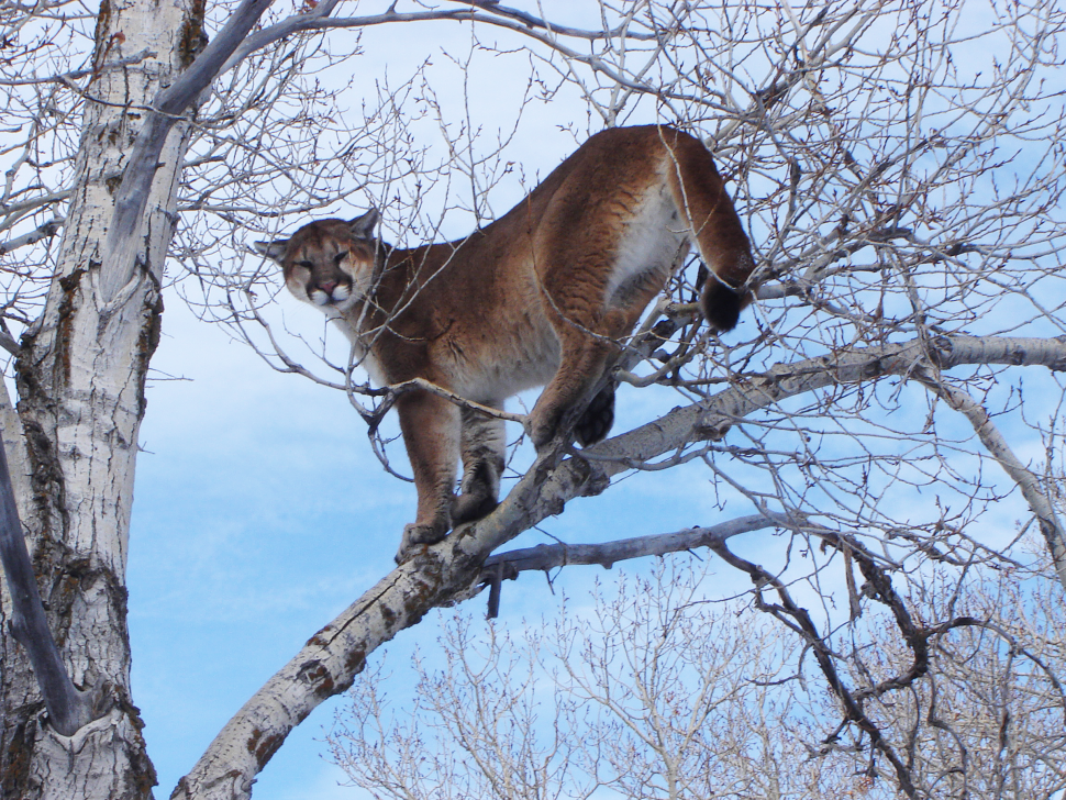 Mountain lion attacks and kills two dogs in Warm Springs area of Ketchum Idaho Fish and Game