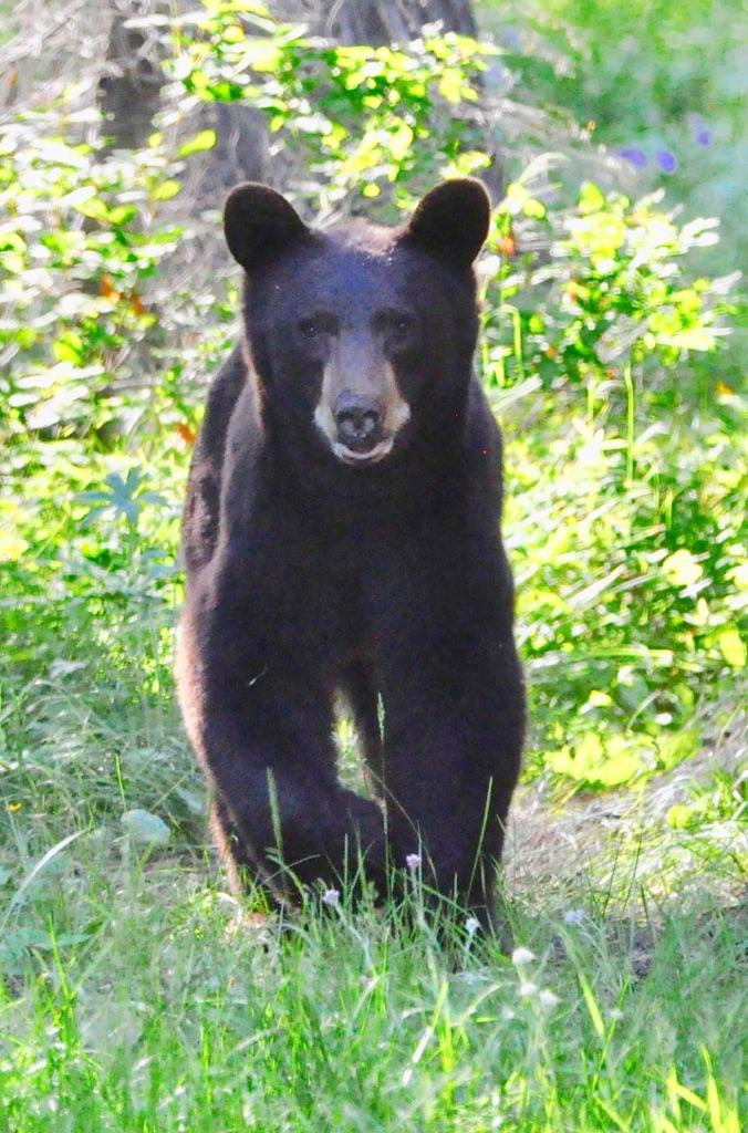 Black Bear Responsible For Entering Home Near Tetonia Euthanized