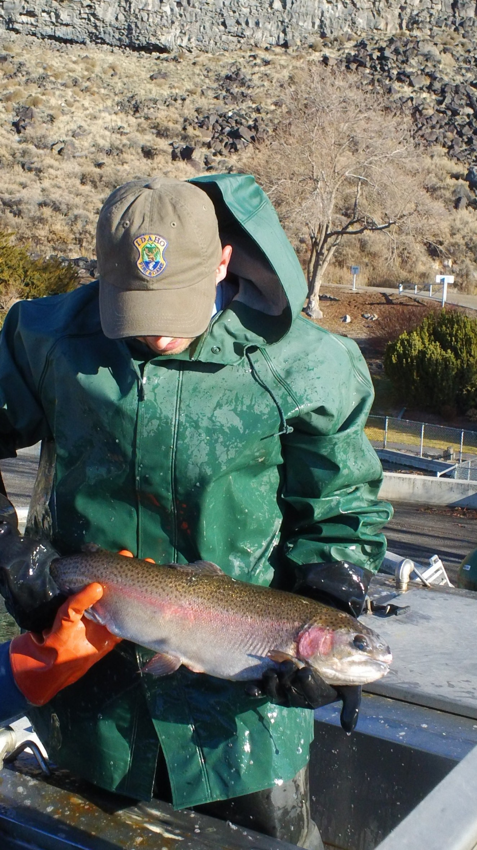 Big fish hits water in Magic Valley Idaho Fish and Game