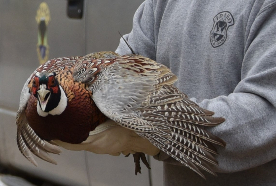 Gearing up for fall pheasant stocking in the Clearwater Idaho Fish