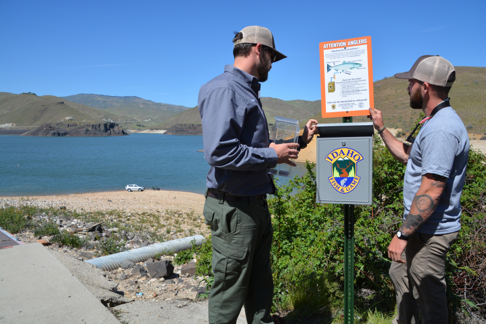 Anglers Are Needed To Catch Chinook For Research Idaho Fish And Game