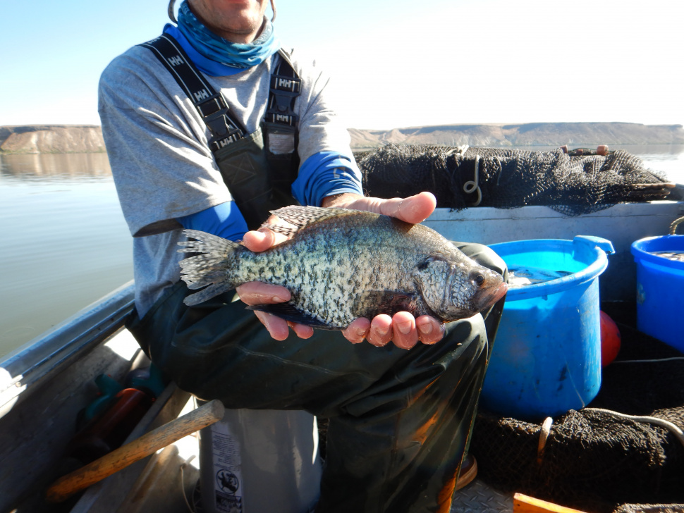 Multiyear study evaluates panfish production at C.J. Strike Reservoir