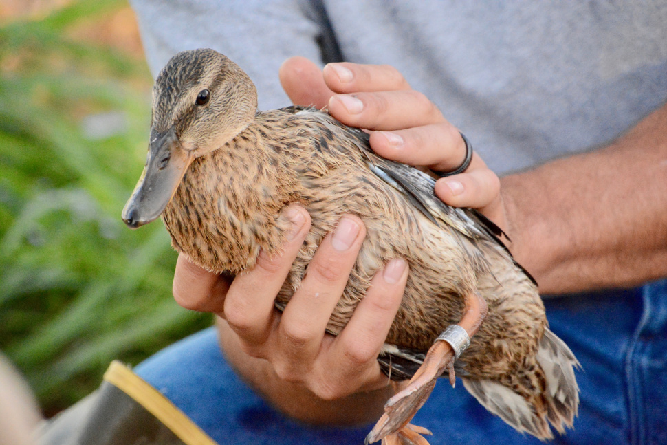 Here's Where Idaho's Ducks Come From | Idaho Fish And Game