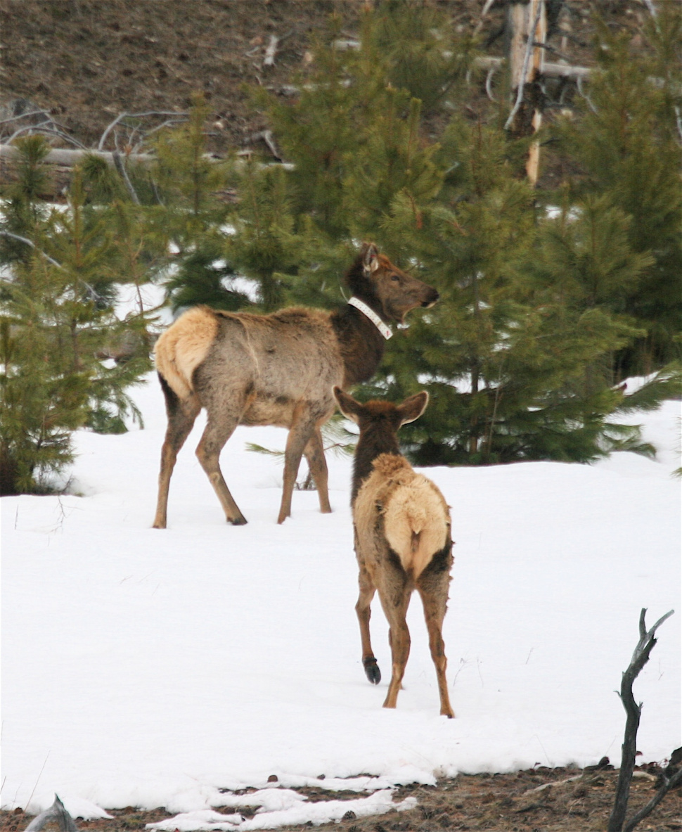 Fish and Game’s elk study continues in the Panhandle Idaho Fish and Game