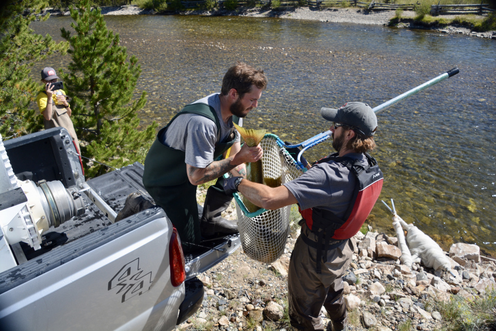 F&G rounds up nearly 250 Chinook salmon below Sawtooth Hatchery Idaho