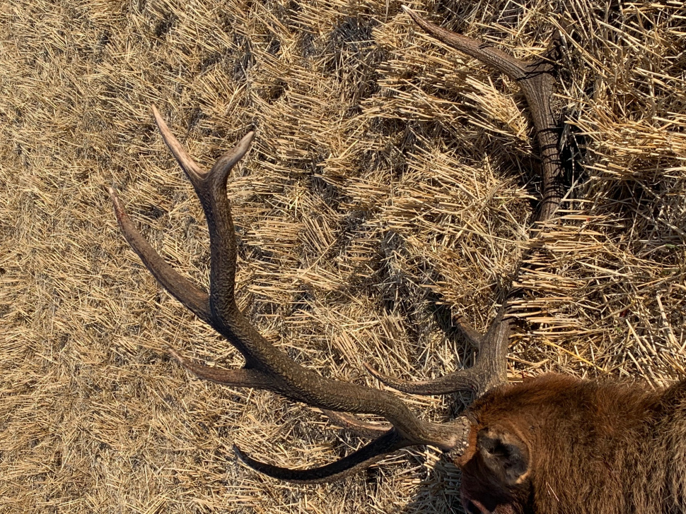 Mature bull elk shot and left on private property in Swan Valley