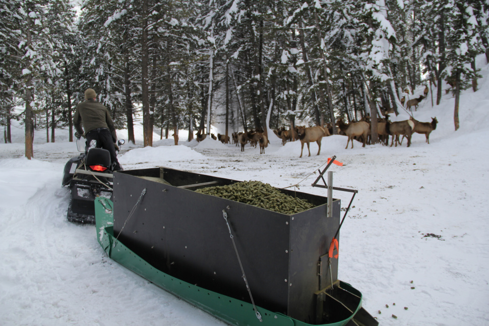 Fish and Game is feeding about 20,000 big game animals this winter