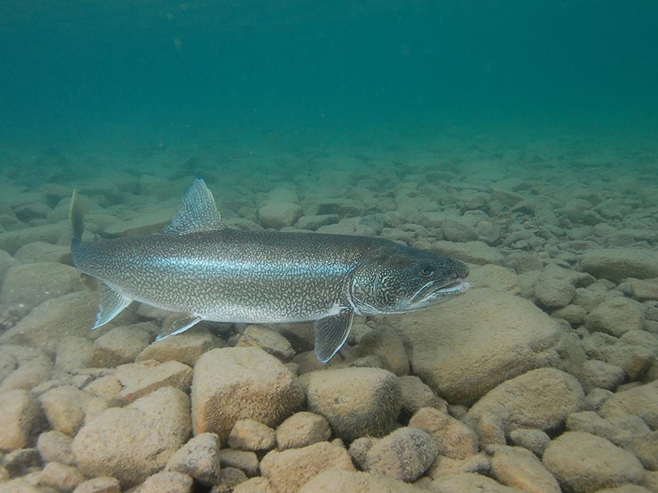 Idaho, Utah wildlife agencies to conduct lake trout research project on ...