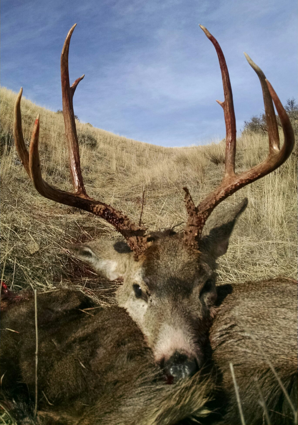 Public's Help Sought in Deer Poaching Case Idaho Fish and Game