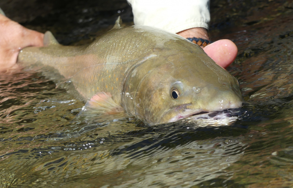 Casting for the bulls: fishing for Idaho's bull trout | Idaho Fish and Game