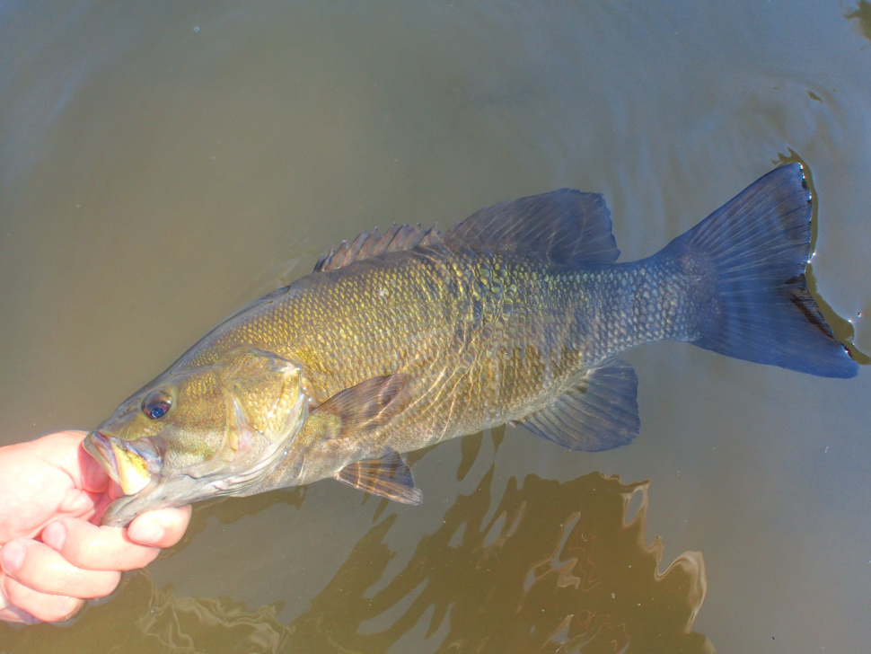 Transplant gives smallmouth bass a jumpstart in the Lower Payette River ...