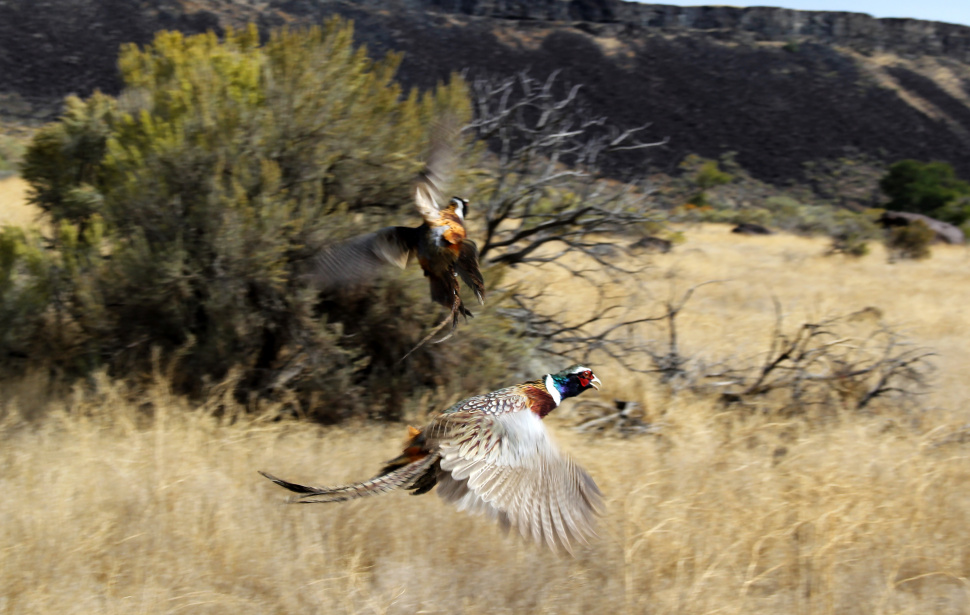 Pheasant season will be opening soon in the Magic Valley here’s what