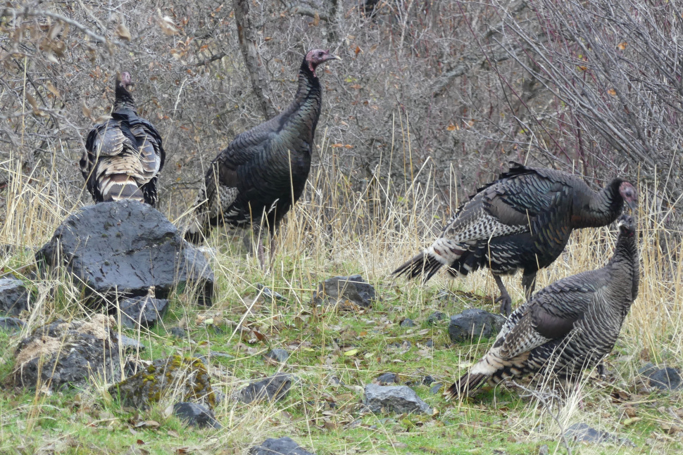 F&G commission ups daily bag limits for turkeys for 201819 Idaho