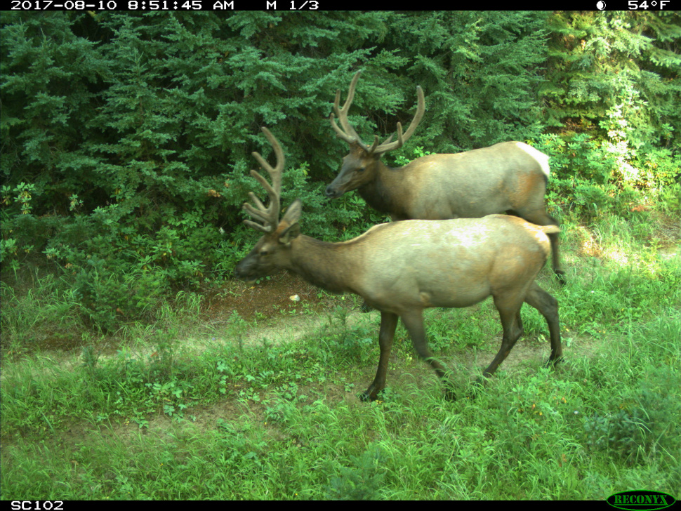 wildlife game cameras