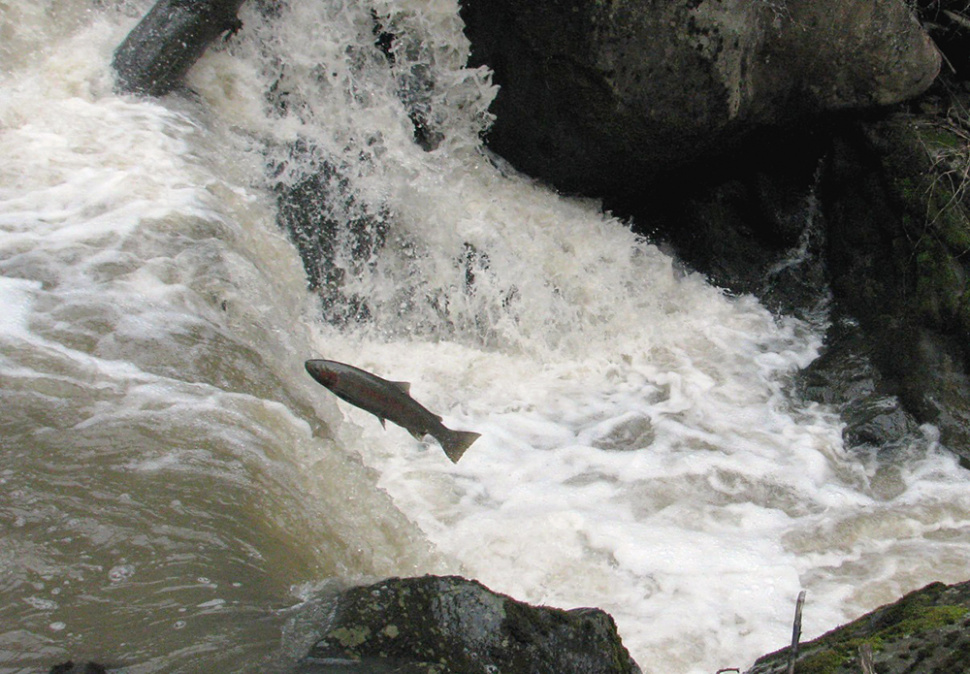 F&G biologists are making the Potlatch River a better place for