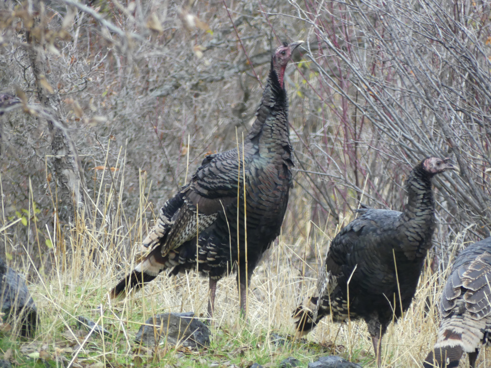 Fish and Game schedules open house to collect comments about upland