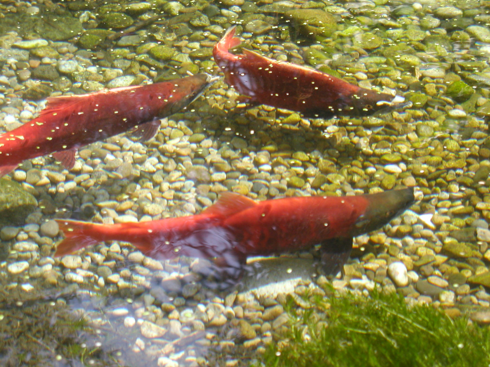 Chinook Salmon Spawning at MK Nature Center Idaho Fish and Game