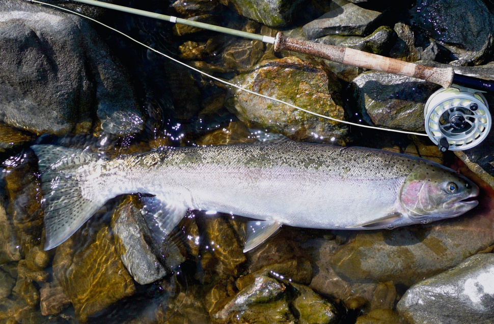 Steelhead to return to Boise River Nov. 10 Idaho Fish and Game