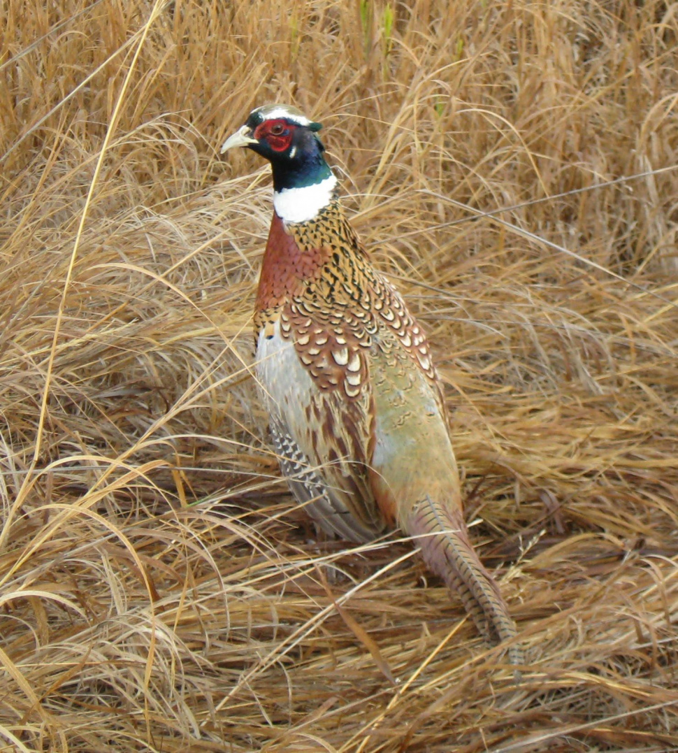 Fish and Game’s pheasant stocking program cancelled at the Zollinger