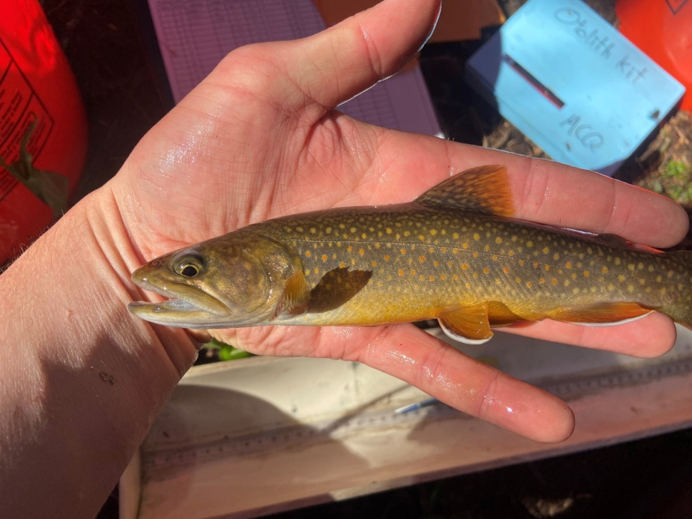 Understanding brook trout invasions in Idaho high country bull trout
