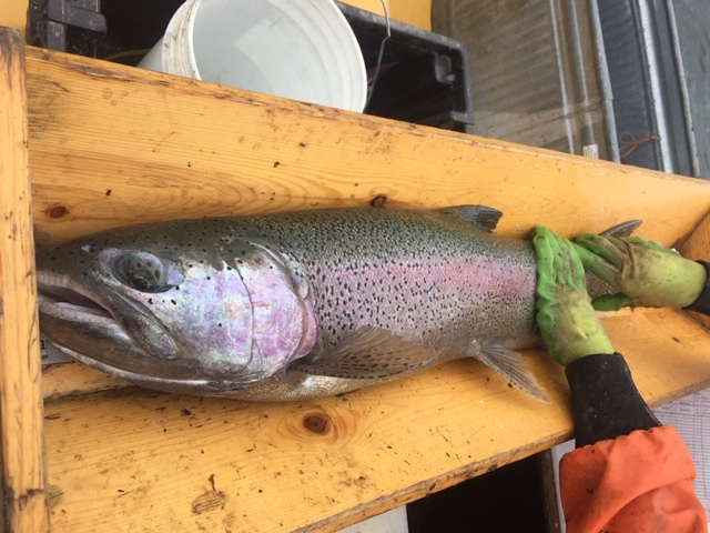 Anglers help Fish and Game assess rainbow trout growth in 