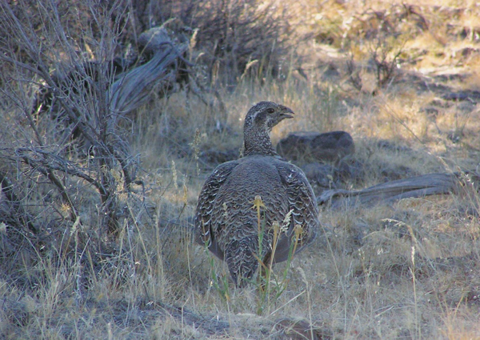 Sagegrouse season set Idaho Fish and Game