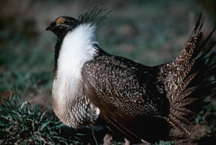 Dance of the Sage Grouse Idaho Fish and Game