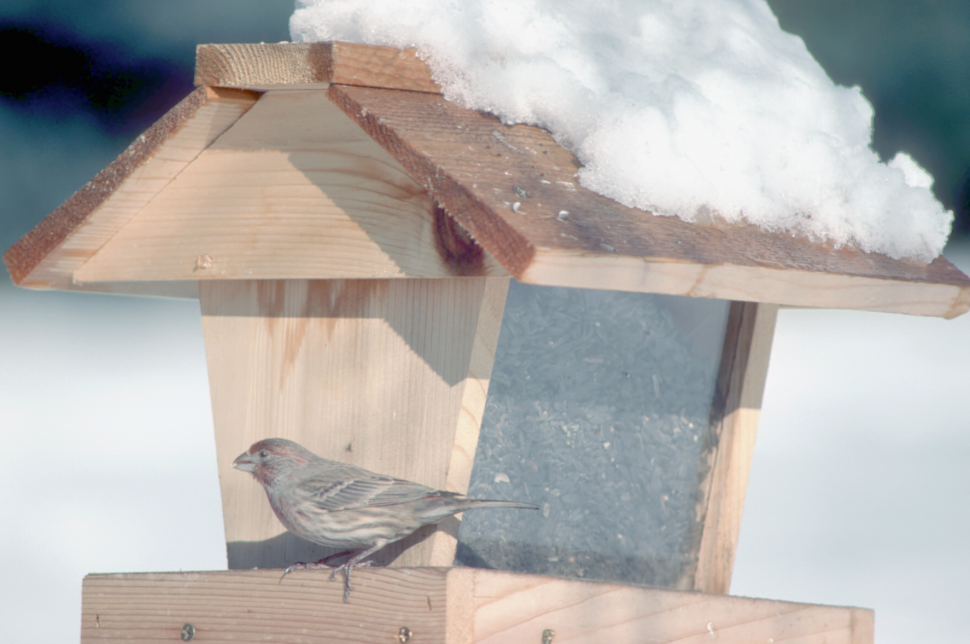 do you feed finches in winter