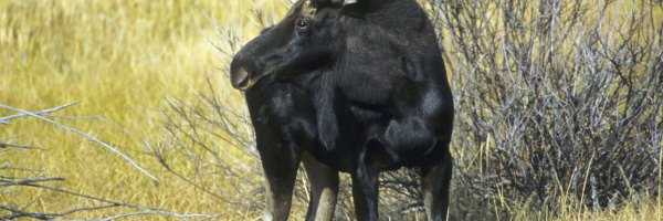 young bull moose in grass April 2008 