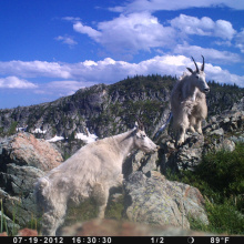 mountain  mountain goats trail cam July 2012