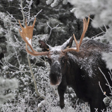 young bull moose in snow and trees November 2011 head shot James Deitrick