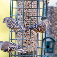 Pine Siskins on feeder