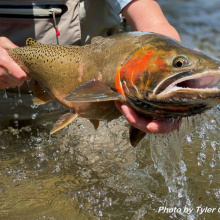 Bonneville Cutthroat Trout 02 by Tyler Coleman